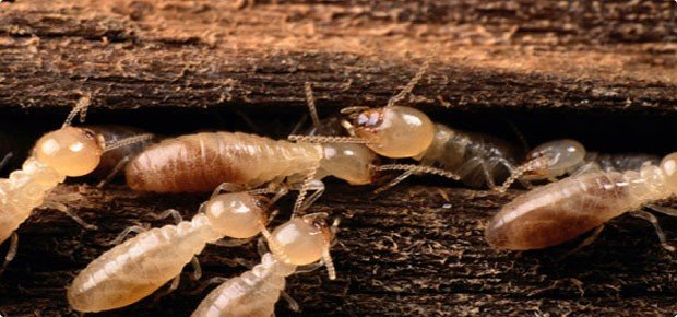 شركة مكافحة النمل الابيض بالرياض | شركة مكافحة النمل الابيض بالدمام